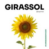 Girassol 