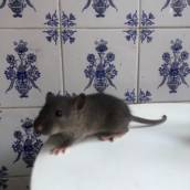 Rato Twister Agouti