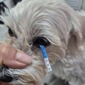 consulta oftalmológica com exames espécíficos, laudo  de alterações . Diagnóstico preciso e tratamento efetivo