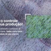 Contagem de Plantas e Homogeneidade