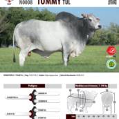 Touro Nelore Tommy TUL (N0008)