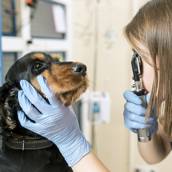 Consulta Veterinária em Americana 