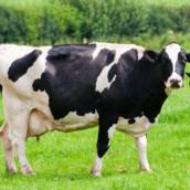 Ração Vaca Leiteira 40 kg 20% caat em Bom Jesus dos Perdões, SP por Agropecuária Lukan