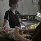 exame de ultrassom   abdominal  afim de elucidar  alterações em órgãos da cavidade abdominal 