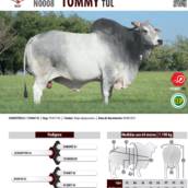 Touro Nelore Tommy TUL (N0008)