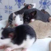 Rato Twister Marcações variadas