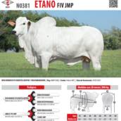 Touro Nelore Etano FIV JMP (N0381)