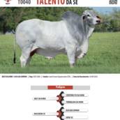 Touro Brahman Talento da SE (T0040)