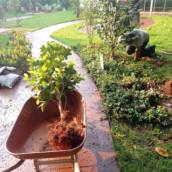 Manutenção de jardim