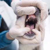 Odontologia Veterinária em Americana 