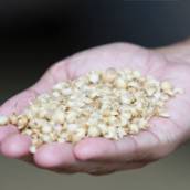 Casquinha de soja Agrofeed em Bom Jesus dos Perdões, SP por Agropecuária Lukan