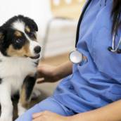 Radiologia para Animais