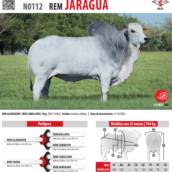 Touro Nelore Rem Jaraguá (N0112)