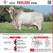 Touro Nelore Paulada FIV RG (NM047)