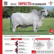 Touro Nelore Impacto FIV Guadalupe (N0192)