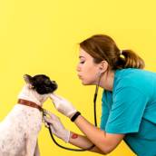 Cardiologista Veterinário