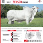 Touro Nelore Sensor FIV JMP (N0391)