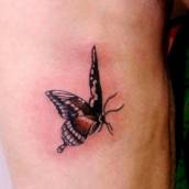 Borboleta 
