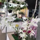 Orquídea Dendrobium Anosmum