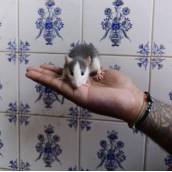 Rato Twister Husky