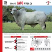 Touro Nelore Jato FIV de CV (NM0505)