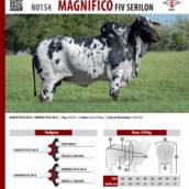 Touro Nelore Pintado Magnífico FIV Serilon (N0154)