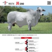 Touro Nelore JK SINO (N0376)