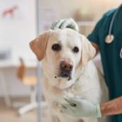 Oncologia Veterinária