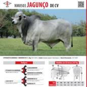 Touro Nelore Jagunço de CV (NM0503)