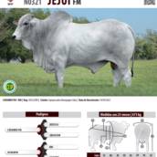 Touro Nelore Jejui FM (N0321)