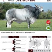 Touro Nelore CEIP CFM Encontro (N0021)