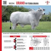 Touro Nelore Urano FIV Terra Brava (N0394)
