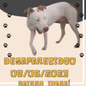 Amor em Movimento  com Drogaria Rede Veredas : Donos procurando seu  Pets