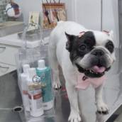 plano individualizado para o pet que apresenta problema dermatológico, com banhos que seguem  a recomendação  do médico veterinário dermatologista 