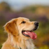 Hotel para Cachorros em Bom Jesus dos Perdões