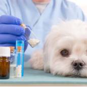 Remédios Veterinários