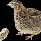 Ração Codorna BPC-2 5 kg em Bom Jesus dos Perdões, SP por Agropecuária Lukan