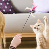 Acessórios para felinos