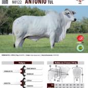 Touro Nelore CEIP Antonio TUL (N0122)