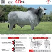 Touro Nelore G63 TUL (N0382)
