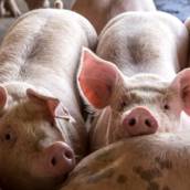 Ração Cevados Comum 40 KG em Bom Jesus dos Perdões, SP por Agropecuária Lukan