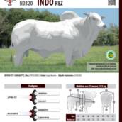 Touro Nelore Indo REZ (N0320)