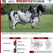 Touro Nelore Pintado Magnífico FIV Serilon (N0154)