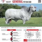 Touro Nelore General FIV da EAO (N0397)