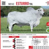 Touro Nelore Esturro TUL (N0143)