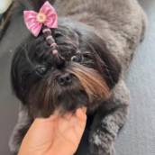 Banho para Cães – Porte Pequeno