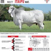 Touro Nelore Itaipu Mat. (N0377)