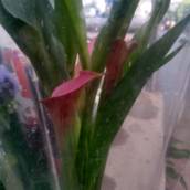 Calla 