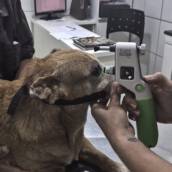  exame específico para alteração de pressão ocular