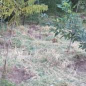 Manutenção de Área de Preservação Permanente